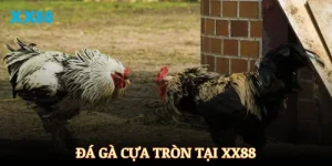 Đá gà cựa tròn