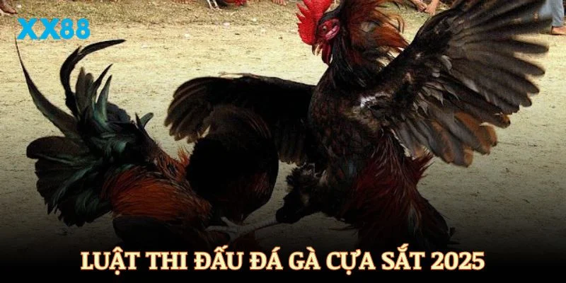 Luật thi đấu đá gà cựa sắt bạn cần biết năm 2025