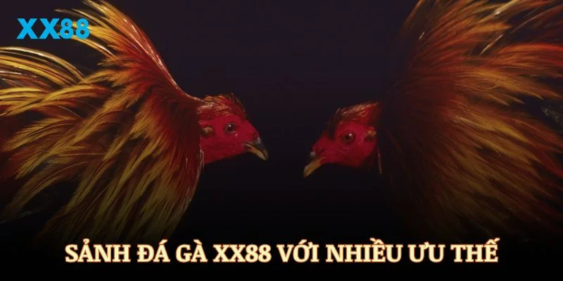 Sảnh đá gà XX88 sở hữu nhiều lợi thế vượt trội nhất