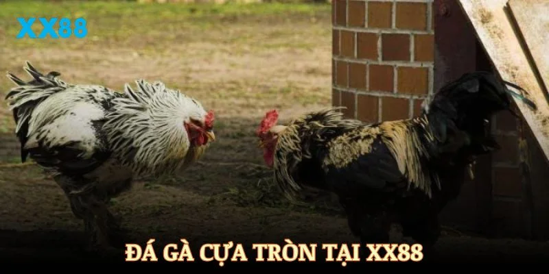 Đá gà cựa tròn